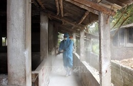 Khẩn trương dập tắt ổ dịch tả lợn châu Phi đầu tiên ở Đông Triều - Quảng Ninh