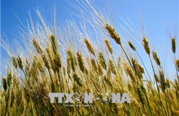 Tạm thời chưa tái xuất lúa mì nhiễm cỏ kế đồng từ 1/11
