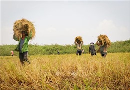Khuyến cáo sâu bệnh trà lúa Đông Xuân vùng Đồng bằng sông Cửu Long
