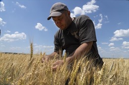Nông dân Ukraine canh cánh nỗi lo khi mùa gặt bắt đầu