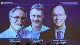 Giải Nobel Y học 2019 vinh danh các nhà khoa học với công trình nghiên cứu tế bào