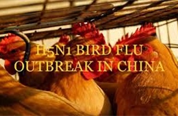 Dịch virus Corona chưa qua, Trung Quốc lại phát hiện thêm ổ dịch virus cúm gia cầm (H5N1)