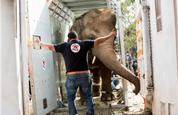 Chú voi ‘đơn độc nhất thế giới’ lần đầu tiếp xúc đồng loại sau 36 năm