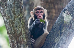 Người Trung Quốc đầu tiên nhiễm virus B từ khỉ đã tử vong