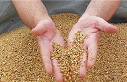 WB tài trợ Tunisia nhập khẩu ngũ cốc, giảm tác động từ xung đột Nga-Ukraine