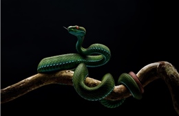 Thu hồi giải Nhất cuộc thi ảnh &#39;Thiên nhiên hoang dã Việt Nam 2025&#39; vì tác phẩm dàn dựng