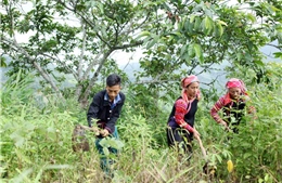 Cấp trên 8.000 tấn gạo từ nguồn dự trữ quốc gia cho tỉnh Sơn La