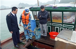 Cảnh sát biển bắt giữ tàu chở cá giống không rõ nguồn gốc 