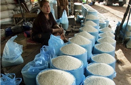 Cấp gần 718 tấn gạo cho 3 tỉnh Hòa Bình, Đắk Lắk và Kon Tum 