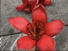 Đỏ rực hoa gạo tháng 3