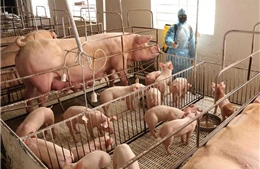 Giá lợn hơi biến động do ảnh hưởng của đại dịch COVID-19
