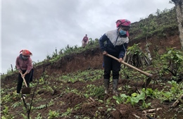 Đưa cây mắc ca trồng trên đất dốc, góp phần giảm nghèo nơi ngã ba biên giới Điện Biên- bài cuối 
