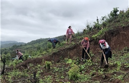 Đưa cây mắc ca trồng trên đất dốc, góp phần giảm nghèo nơi ngã ba biên giới Điện Biên- bài 1