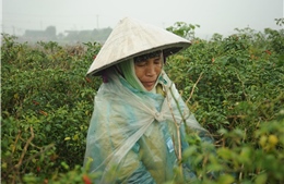 Thái Bình: Người trồng ớt  Quỳnh Phụ lao đao 
