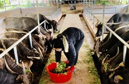 Mường Nhé phát triển chăn nuôi đàn đại gia súc tập trung
