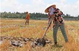 Chính phủ chấp thuận cho Hà Nội chuyển mục đích sử dụng đất trồng lúa sang đất phi nông nghiệp