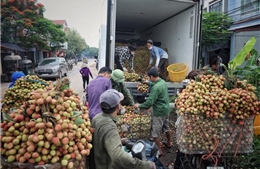 Xây dựng cơ chế, chính sách xúc tiến thương mại, phát triển thị trường nông sản