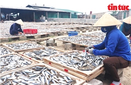 Phát triển nghề khai thác thủy hải sản gắn với chế biến mang lại hiệu quả kinh tế
