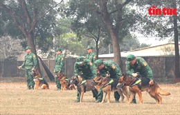 Quân khuyển - lực lượng tìm kiếm cứu nạn đặc biệt của Bộ đội biên phòng