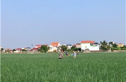 Đông Thụy Anh làm giàu từ cây hành, tỏi