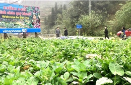 Du khách ‘lạc lối’ trong sắc hoa xuân cao nguyên trắng Bắc Hà