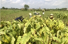 Hồn quê chắt chiu từ đất mặn làm nên hương khói thuốc lào