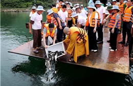 Thực hành phóng sinh đúng Chính pháp, bảo vệ môi trường mùa Vu Lan