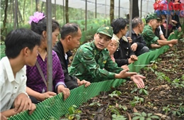 Đưa cây sâm Lai Châu lên núi đánh thức vùng đất biên thùy 