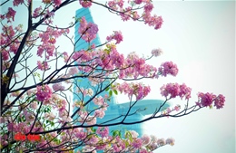 Hoa kèn hồng rực rỡ ‘đốn tim’ người đi đường ở TP Hồ Chí Minh