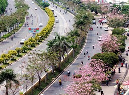Kèn hồng nở rực cả một góc trời TP Hồ Chí Minh