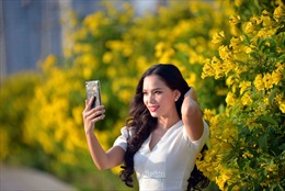 Hoa quỳnh liên nở vàng rực trên phố, thu hút giới trẻ đến chụp ảnh