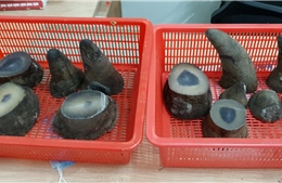 Bắt giữ hơn 6 kg sừng tê giác qua cửa khẩu sân bay quốc tế Tân Sơn Nhất