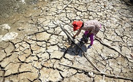 Hạn, mặn đồng bằng sông Cửu Long: Lúa chết hàng loạt, nước sạch cạn khô