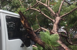 Thêm vụ cây phượng bật gốc đè xe tải trong cơn mưa lớn tại TP Hồ Chí Minh
