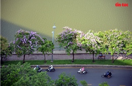 Hoa bằng lăng ‘nhuộm tím’ nhiều tuyến đường TP Hồ Chí Minh