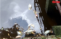 TP Hồ Chí Minh: Cá trong hồ điều hoà công viên Hoàng Văn Thụ bỗng dưng chết hàng loạt