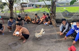 TP Hồ Chí Minh: Liên tục triệt phá nhiều sới gà trên địa bàn huyện Hóc Môn