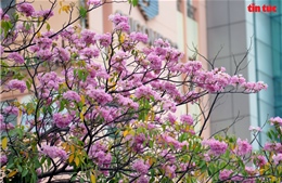 Đường phố TP Hồ Chí Minh thơ mộng trong sắc hoa kèn hồng