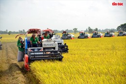 Xem máy gặt dàn hàng trên cánh đồng lúa xuất khẩu châu Âu