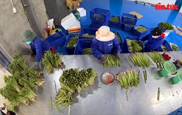 Ninh Thuận phát triển măng tây xanh đạt chuẩn OCOP từ 3 sao đến 5 sao