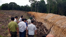 Kiên Giang: Kiên quyết xử lý nghiêm một số dự án, vị trí vi phạm đất rừng tại thành phố Phú Quốc