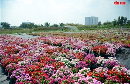 TP Hồ Chí Minh: Rực rỡ sắc hoa những ngày cận Tết