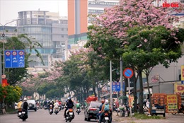 Ngắm hoa kèn hồng đẹp rạng ngời những con đường TP Hồ Chí Minh