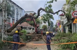 Hiện trường xử lý cây xanh bật gốc đè 6 người bị thương trong trường học tại TP Hồ Chí Minh