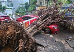TP Hồ Chí Minh: Dông lốc làm hai cây xanh bật gốc đè lên ô tô và xe máy