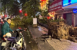 TP Hồ Chí Minh: Mưa to, cây xanh bật gốc đổ xuống đường