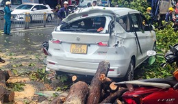 TP Hồ Chí Minh: Dông lốc làm gẫy ngọn cây, rơi trúng ô tô và xe máy