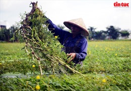 Nhọc nhằn nghề trồng rau nhút ở TP Hồ Chí Minh