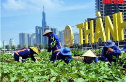 TP Hồ Chí Minh trồng 35.000 cây hoa hướng dương để đón Tết