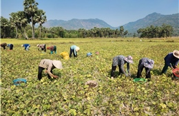 Nông dân phấn khởi xuống đồng trong những ngày đầu năm mới